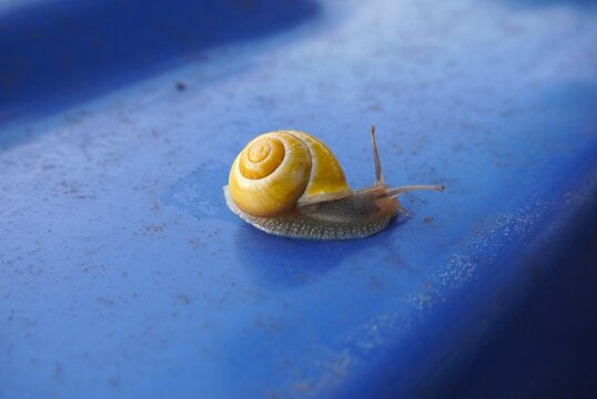 closeup of a snail on a rainy day