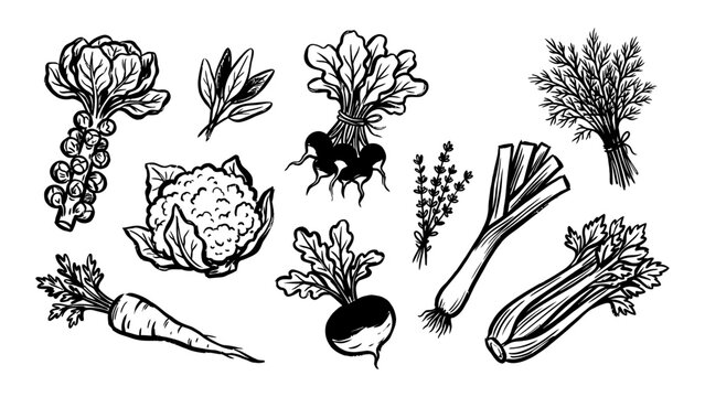 Hand drawn vegetable and herb vector sketch set with carrot cauliflower radish celery leek and brussels sprouts for recipe and menu design