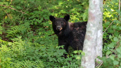 American Black Bear Cub Standing Alert in Lush Forest Undergrowth, North Carolina © Banu