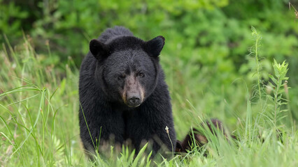 American Black Bear (Ursus americanus) standing in lush green meadow grass, gazing directly at camera, North Carolina © Banu