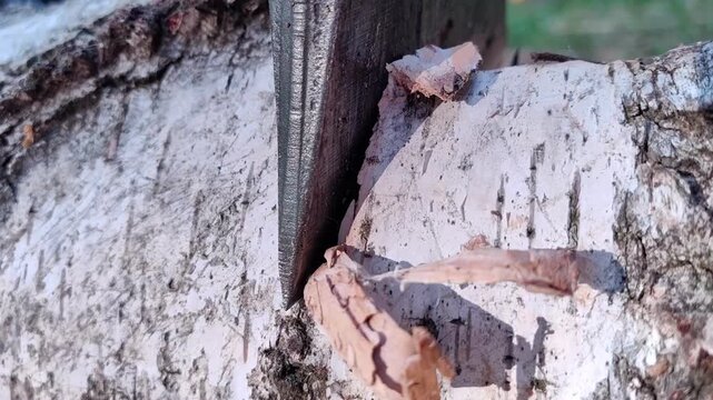 Axe embedded in split birch firewood logs, natural wood texture, timber resource, outdoor rustic background.