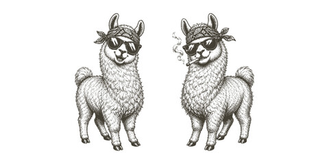 Fototapeta premium Two cute llamas wearing sunglasses hand drawn stippled illustration with sunglasses, illustration
