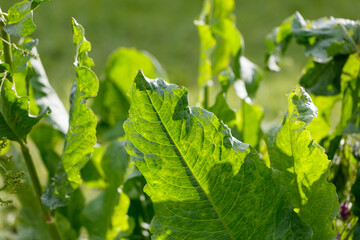Obraz premium Vibrant green leaves bask in sunlight