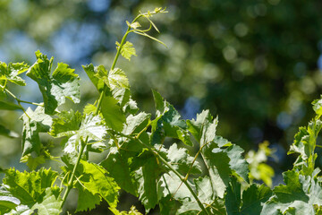 Obraz premium Sunlight filters through lush green grapevine leaves