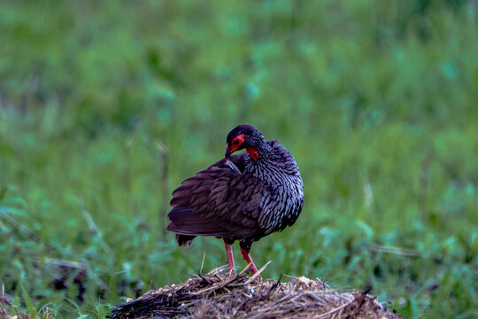 Red-necked spurfowl, Bird 