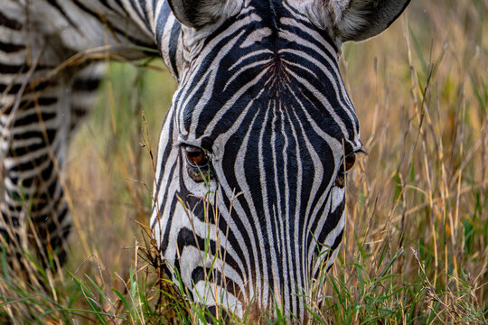 Wildlife 