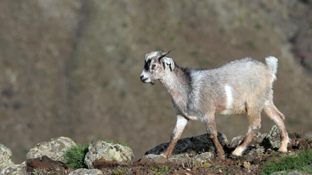 Majorera Goats Grazing in Volcanic Badlands, Traditional Goat Cheese Production, Fuerteventura and Lanzarote, Canary Islands