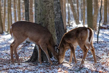 Deer. The white-tailed deer,also known as the whitetail or Virginia deer in winter on snow. White tailed deer is the wildlife symbol of Wisconsin  and game animal of Oklahoma. © Denny