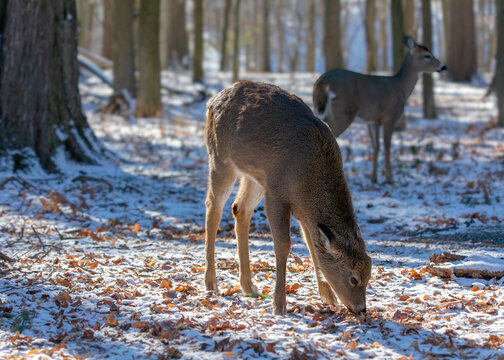 Deer. The white-tailed deer,also known as the whitetail or Virginia deer in winter on snow. White tailed deer is the wildlife symbol of Wisconsin  and game animal of Oklahoma.