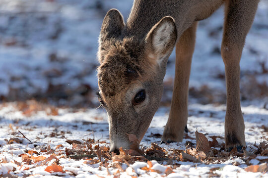 Young white-tailed deer in winter