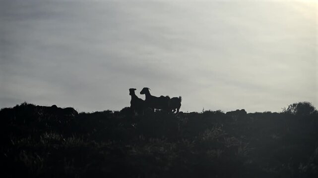 Majorera Goats Grazing in Volcanic Badlands, Traditional Goat Cheese Production, Fuerteventura and Lanzarote, Canary Islands