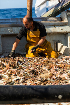 Commercial fisherman sorting fresh catch on working boat