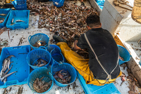 Fisherman sorting fresh seafood catch on commercial boat deck