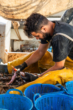 Fisherman sorting fresh catch on boat with work gloves