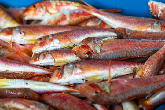 Fresh red mullet fish piled