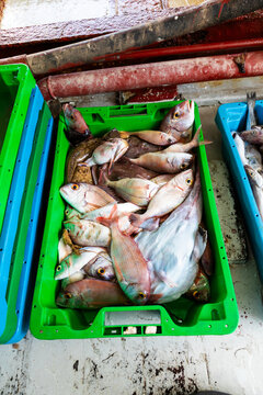 Fresh fish catch in crates on a fishing boat deck