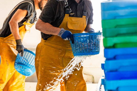 Commercial fishermen draining fish baskets at dockside