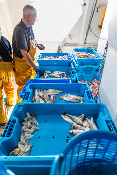Fisherman sorting fresh catch in blue crates on boat deck
