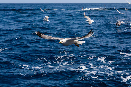 Seagull gliding above blue ocean waves with flock behind