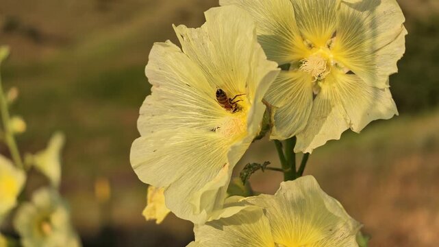 Bees forage among pale yellow hollyhock blossoms on sunlit day