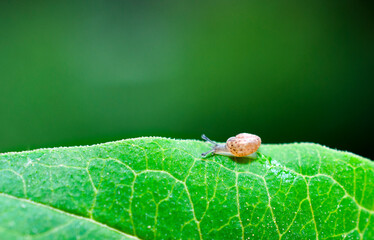 Baby Snail Crawling Along the Edge of a Green Leaf, Macro Close-Up © Яна Павлова