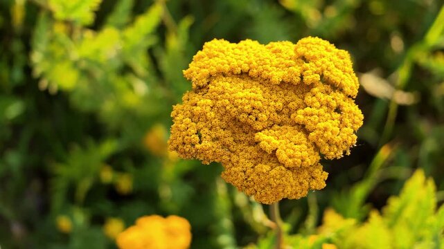 Close-up view of a vibrant yellow yarrow flower