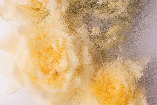Soft yellow rose with water drops and floral aroma