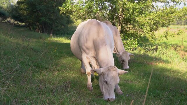 Charolais Cattle Herd Grazing and Resting in the Shade of Willow Trees by a River in the Netherlands, Peaceful Summer Afternoon.