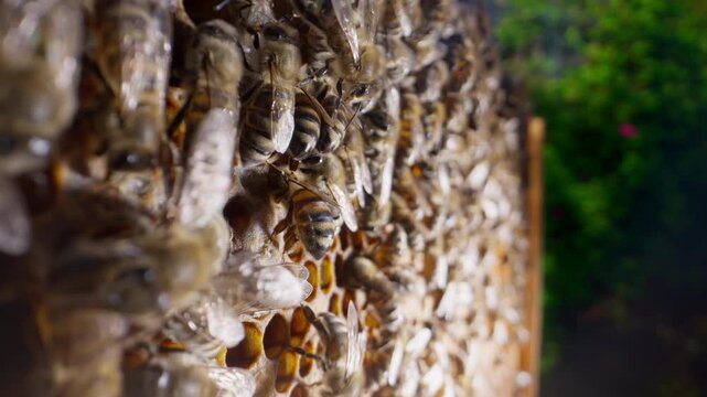 Bees swarming on honeycomb, macro footage. Insects working in beehive, collecting nectar from pollen of flower, create sweet honey. Concept of apiculture, collective work.