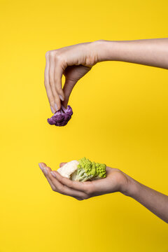 Hands holding colorful romanesco and purple cauliflower