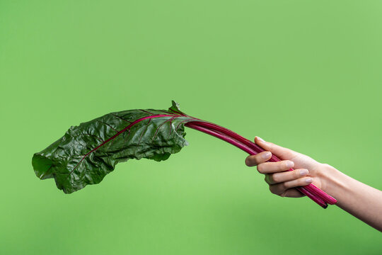 Hand holding fresh beet greens on bright green background