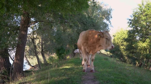 Charolais Cattle Herd Grazing and Resting in the Shade of Willow Trees by a River in the Netherlands, Peaceful Summer Afternoon.