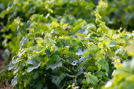 Close up of vibrant green grapevine leaves in a sunlit Cyprus vineyard