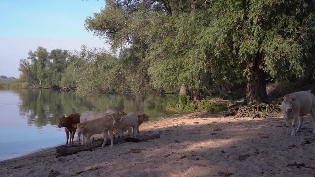 Cattle Resting on the Sandy Bank of a Dutch River on a Sunny Summer Day, Relaxed Herd of Charolais Cows in the Netherlands.