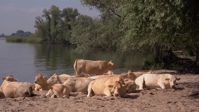 Cattle Resting on the Sandy Bank of a Dutch River on a Sunny Summer Day, Relaxed Herd of Charolais Cows in the Netherlands.