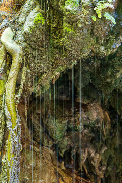 Lush green vines and wet moss hanging over the grotto pool at Baths of Aphrodite in Cyprus