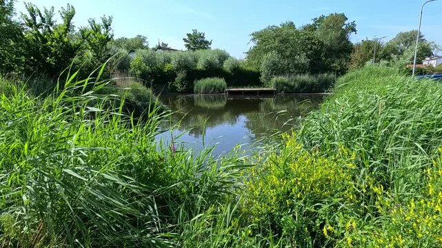The image depicts a natural freshwater landscape featuring a pond or small lake surrounded by dense emergent vegetation, including common reed (Phragmites australis).