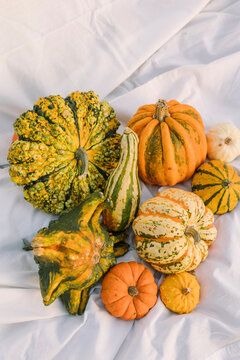 Assorted ornamental gourd and pumpkin on white bedding