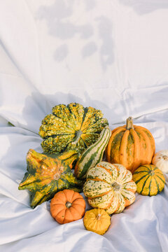 Assorted autumn squash and pumpkins on white fabric