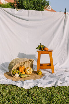 Autumn harvest still life with pumpkins and gourds outdoors