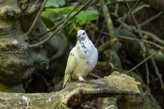 Wild pigeon perched on a rock near water at the Baths of Aphrodite in Cyprus