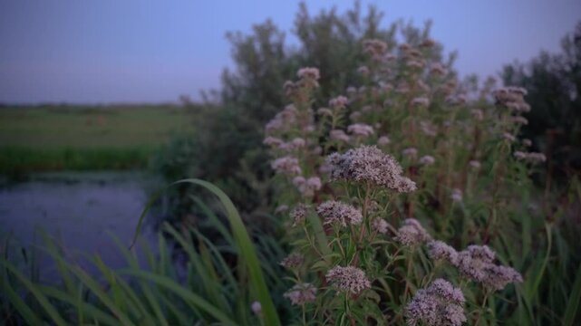 Hemp-Agrimony (Eupatorium cannabinum) Blooming at Twilight on a Riverbank in the Dutch Countryside.