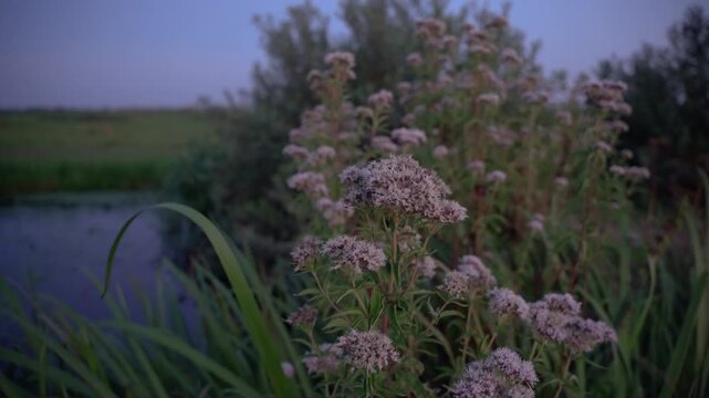 Hemp-Agrimony (Eupatorium cannabinum) Blooming at Twilight on a Riverbank in the Dutch Countryside.