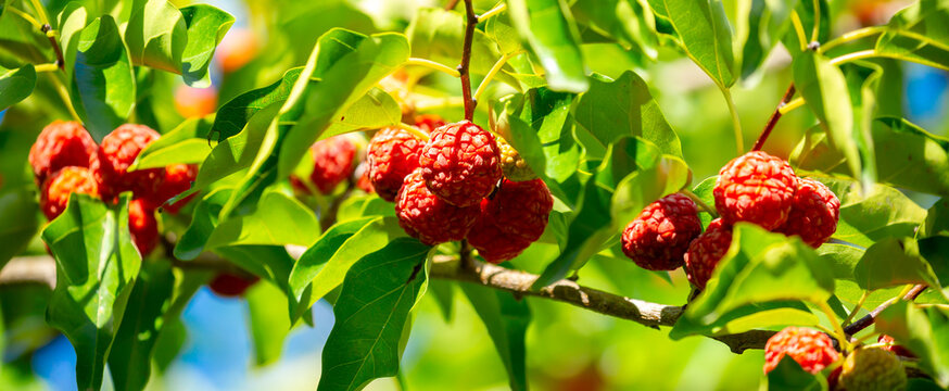 Ripe Red Paper Mulberry Fruits on Tree Branch in Sunlight Close Up. Broussonetia papyrifera. Ripe red paper mulberry fruits growing on a branch in sunlight, against a background of green leaves.
