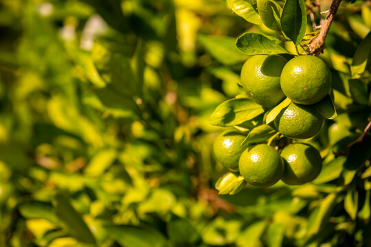 Unripe oranges on the branches. Citrus trees with green tangerines. Lemons and oranges on tree branches.