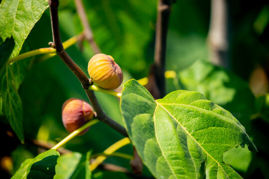Figs growing on a tree. Close-up of a ripe fig on a tree branch.