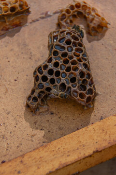Close-up of honeycomb piece with honeybees on beehive lid