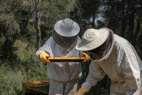 Two beekeepers inspecting honeycomb frame during apiary work