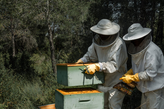 Two beekeepers lifting beehive box while using bee smoker