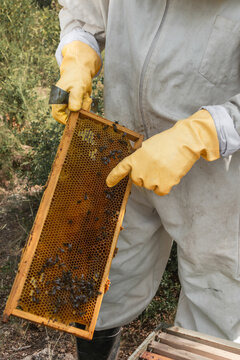 Close-up of beekeeper pointing at honeycomb frame during inspection